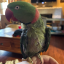 birdsrcooll