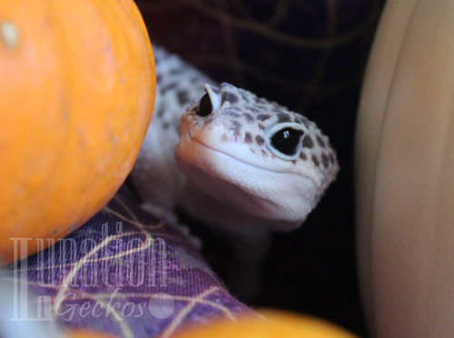 lunationgeckos: There are so many pumpkins at my house right now. 