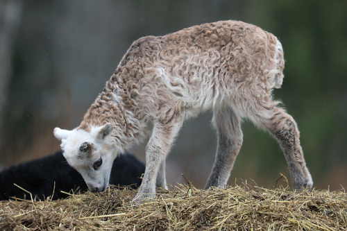 Forgot to post these pictures from ten days ago. The lambs were having so much fun, and so did we wa