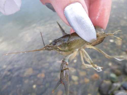 More crayfish pictures. And these are not all pictures of the same crayfish. There are so many more 