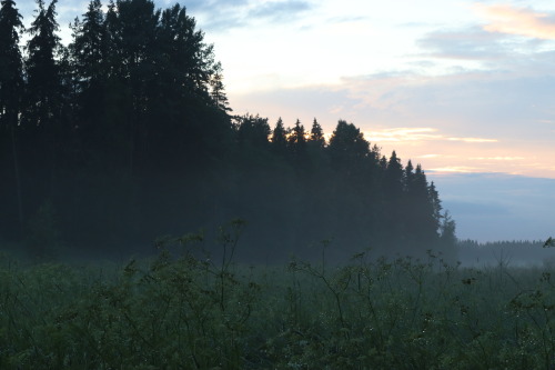 omenalehto:juhannuspäivä / midsummer day / 2021