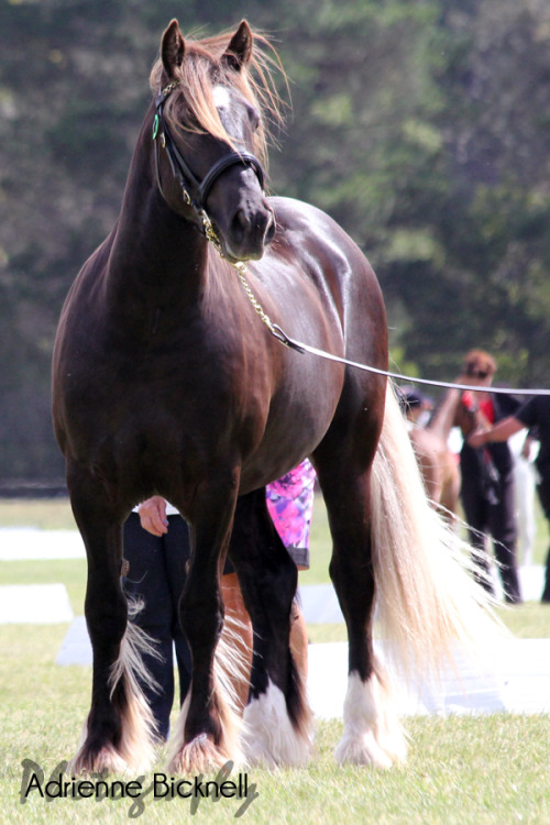 This gorgeous boy is a Gypsy Cob/Friesan cross. He was amazing!