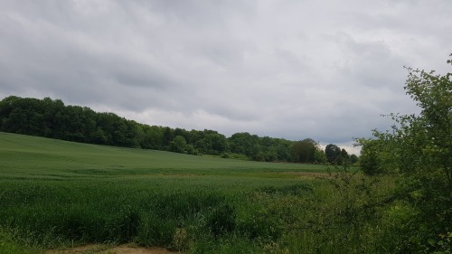 Greenish Pond (Saturday 5th June, 2021)