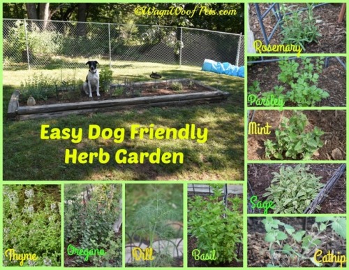 lakenormanhumanenc:Keep Fluffy and Fido Safe in the Garden This Summer! Whatever you’re doing is a
