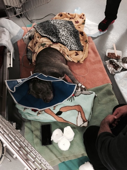 fallinginparadise:  Our dog had gotten out on New Year’s Eve while we were celebrating and was hit head-on by a car. Bruiser is only 1 and his skull was fractured, he had to receive stitches on his back leg, his whole body is bruised and he has large