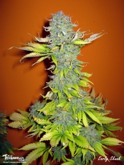 trichome-world:  (via Early Skunk Seedsman