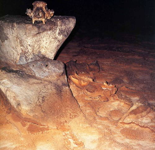 Bear skull altar, “Another example of human activity within the cave can be found in the Skull Chamb