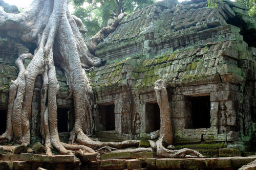 Possibly one of the most photographed trees in the worldThe roots of this Silk-Cotton tree have beco