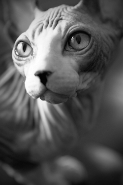 https://69.media.tumblr.com/d308720829db8ed7cae533c0c8883efd/tumblr_mg3nzasJXl1rx0zn3o1_500.gif