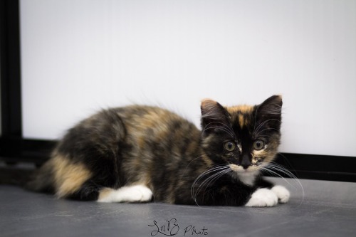 This sweet lil fur baby is available for adoption with Smitten with Kittens! (www.smittenwith