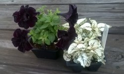 My beautiful black petunias and the white