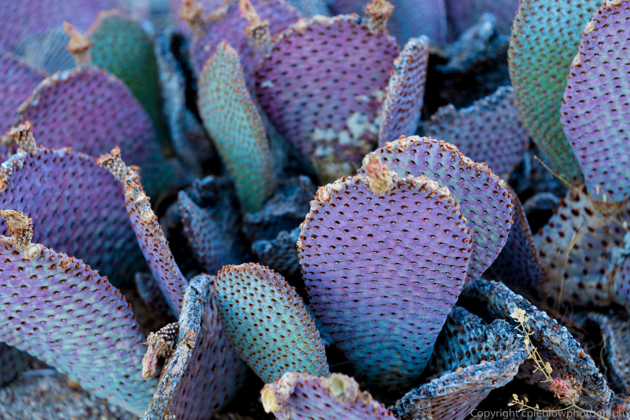 seductress in the desert
©cpleblow
Joshua Tree (2014)