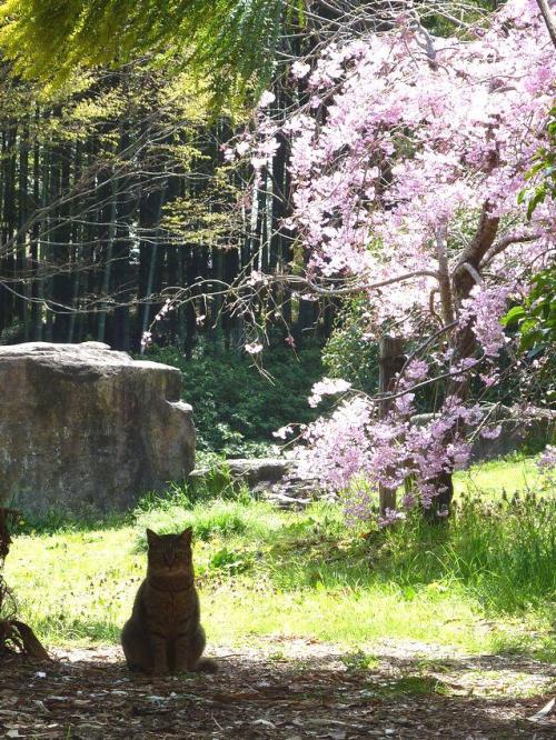 this-reading-by-lightning:mermaidheartsongs:tamorapierce:The cats were the first to love cherry blos