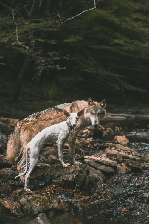 darkwooddt:He thinks she’s his; she doesn’t mind. #WildlingWanders #WhimDeer