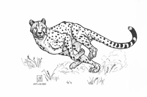 (Belated) day 17: cheetahThe Barry Allen of the animal kingdom.