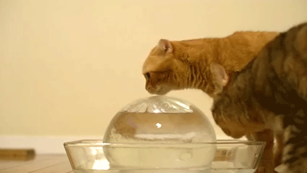 catsdogsblog:  More Cats Tumblr here