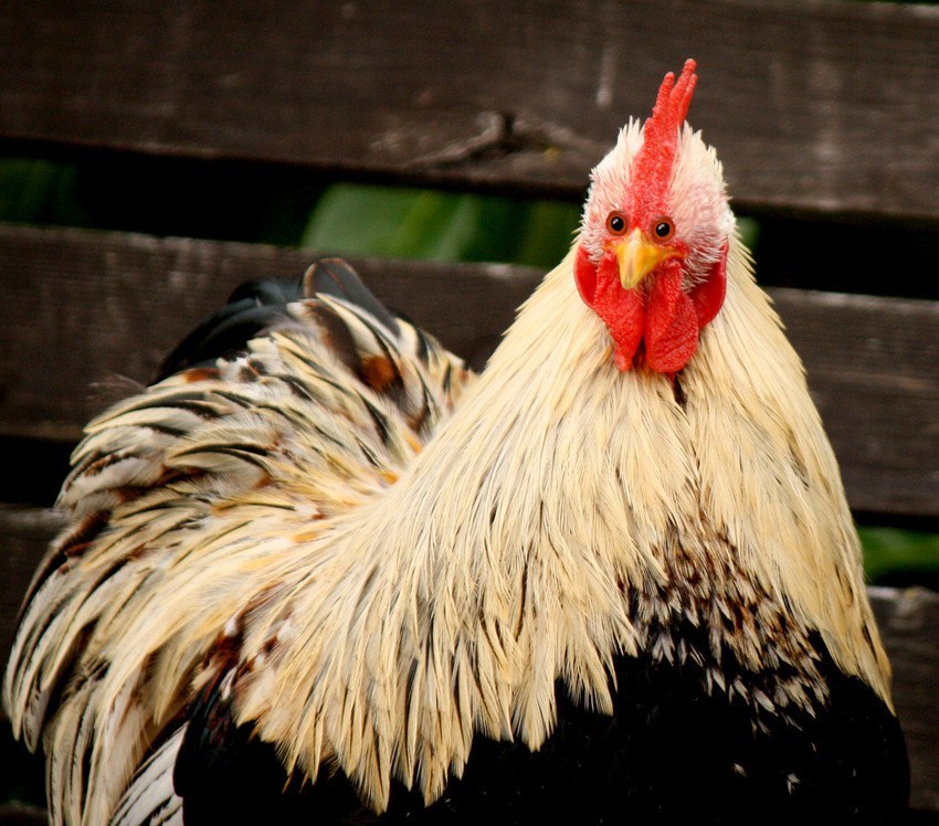 tastefullyoffensive:  Animals with front-facing eyes are the stuff of nightmares.