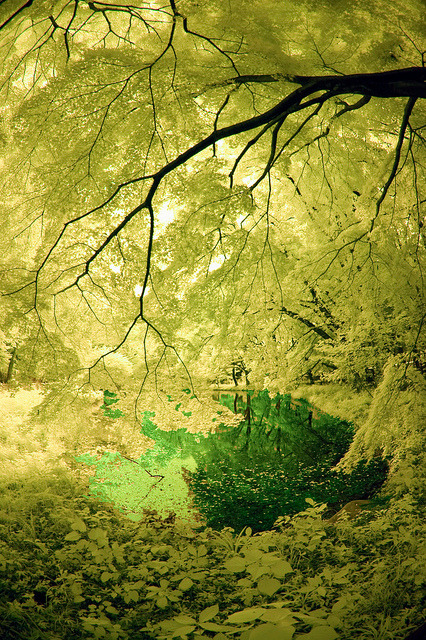 Porn Pics de-preciated:  Koganei Park Pond In Infrared