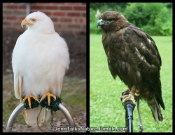 jenntalksnature:  The extremes of red-tailed hawk color morphs. White to very, very dark. Both are the same species, Buteo jamaicensis. The bird on the left has an extreme lack of melanin production and the bird on the right over-produces melanin. Melanin