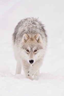 beautiful-wildlife:  Face to face by Maxime Riendeau