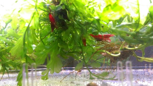 itsdetachable:So I found a shrimp moult in Azathoth’s tank, and sure enough one female was berries. 