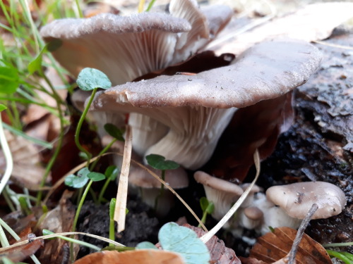 Denmark, February 2019Oyster mushrooms (Pleurotus ostreatus)Found these old pictures of beauts spott
