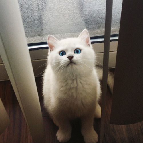 awesome-picz:
“ This Cat Has The Most Beautiful Eyes Ever.
”