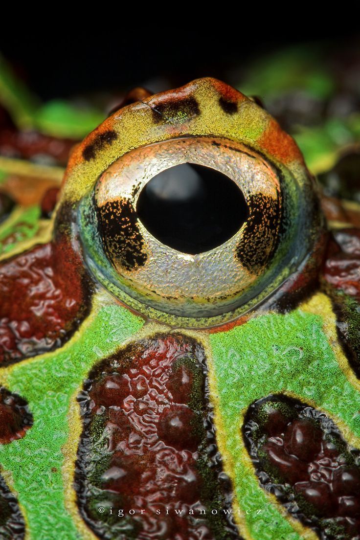 earthlynation:  Photo by Igor Siwanowicz