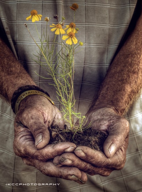 morethanphotography:  new life by kccphotos    Your mind is a garden Your thoughts are the seeds Your harvest can either be flowers or weeds ~Author unknown 