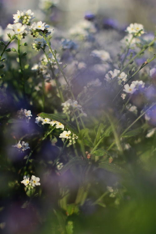 lisagiil:  Forget me not  