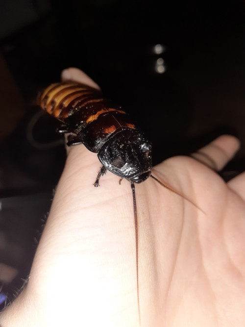Hisser Photo Dump