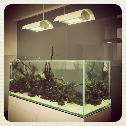 formfiction: Our office aquascape is finally setup. Many thanks to Steven, big George and little Geo
