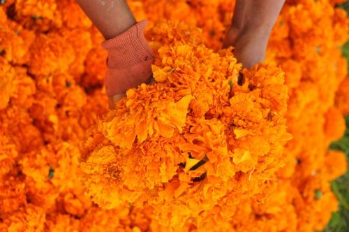 Porn photo fotojournalismus:  Farmers pick marigolds