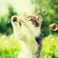 catpotato012