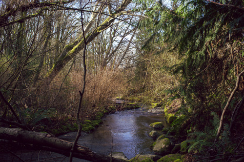Pipers Creek: Carkeek Park in Seattle, WA.