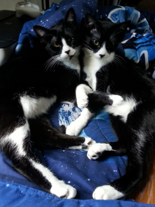 jellybeanzombie:Happy Caturday from my beautiful twin girls