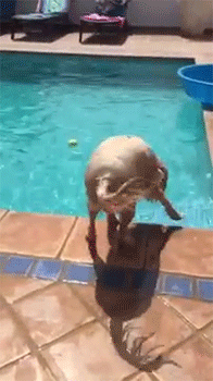 sizvideos:    Smart dog makes a boat to help fetch ball in the pool  Video