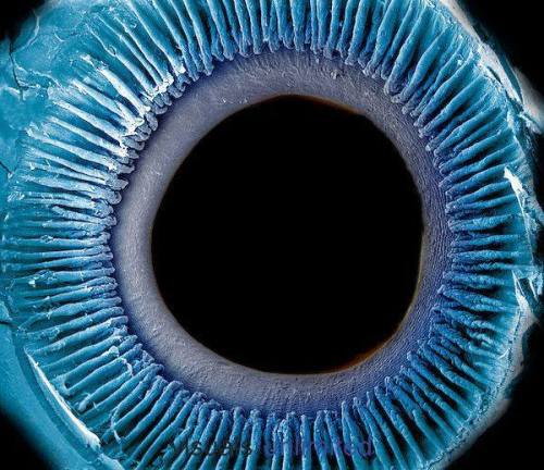 scienceyoucanlove: Eye showing the inner surface of the iris, pupil, and ciliary processes. The lens