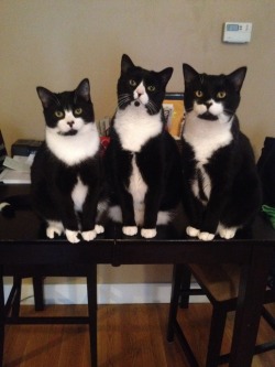 awwww-cute:  These are my cats. The one on the left legit plays fetch. The one in the middle pees in the toilet. The one on the right has no special talents but we love him all the same. All are named after LOST characters