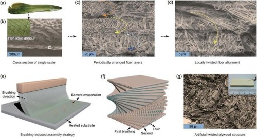  Biomimetic micro/nanoscale fiber reinforced compositesOver hundreds of millions of years of evoluti