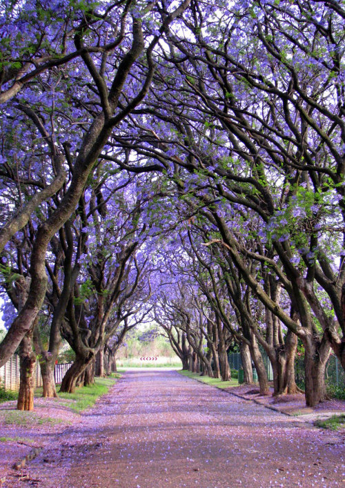 dem-dreads:  amazing trees :) 