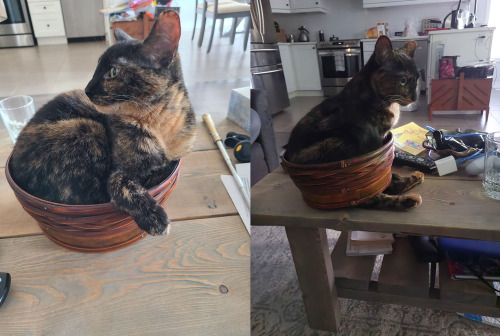 meirmakesstuff:kitten-cab00dle:catsoverloaded:Poor girl broke her favorite sitting basket. I’m sorry