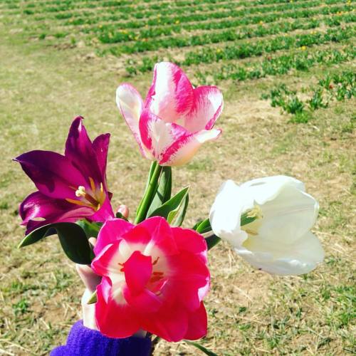 Tiptoe through the tulips… #spring (at Burnside Farms)