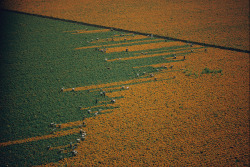 natgeofound:  A field turns from orange to green as harvesters pick marigold flowers in Los Mochis, Mexico, 1967.Photograph by W.E. Garrett, National Geographic 