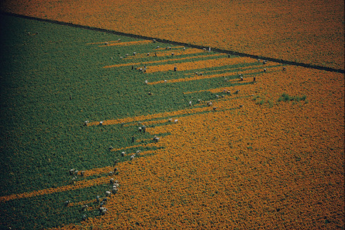 A field turns from orange to green as harvesters pick marigold flowers in Los Mochis, Mexico, 1967.P