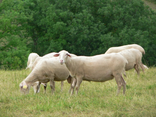 The Lacaune is a breed of domestic sheep originating near Lacaune in southern France. The Lacaune is