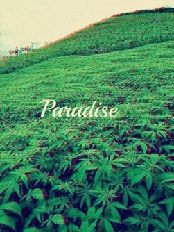 clear-as-the-skyy:  Weed paradise