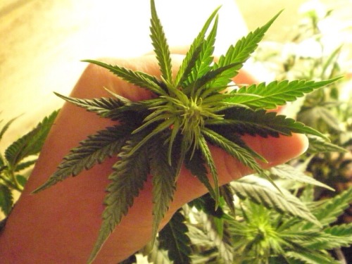 smokethesativa:  FoLLoW ThE sAtIVa