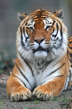 alltiger:  (via 500px / Tiger by Laurent Even)