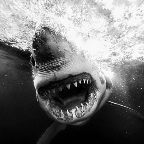 instagram: How I Shoot: Underwater Shark Photography with @michaelmuller7 For each How I Shoot, we a